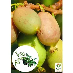 Саджанець Agro-Market Актинідія 2-х річна аргута Люсі (міні-ківі, морозостійкий сорт) вазон С1 (136998) 1 шт. - мініатюра 3