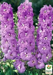 Саджанець Agro-Market Дельфініум махровий Lavender White Bee (72153) - мініатюра 2