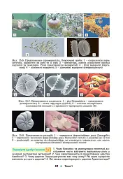 Біологія і екологія 10 клас - мініатюра 4