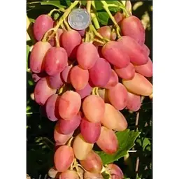 Саджанець Agro-Market Виноград Анжеліка (Ксенія) 1 шт. в упаковці (20083) - мініатюра 3