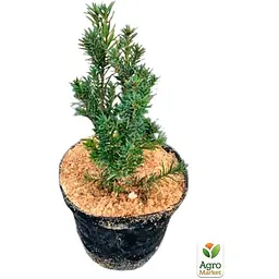 Саджанець Agro-Market Тис середній Hicksiiі S3, висота 30-40 см (62791) - мініатюра 4
