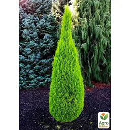 Саджанець Agro-Market Кипарисовик Goldcrest Wilma (Pyramide) висота 30-45см (63183) - мініатюра 2