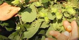 Саджанець Agro-Market Фундук Галле (середній термін дозрівання, перехресне запилення, садити по 2 шт.) 1 шт. в упаковці (24610) - мініатюра 5