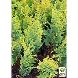 Саджанець Agro-Market Кипарисовик Alumi Gold Chamaecyparis вазон П9 (176624) - мініатюра 2