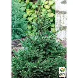Саджанець Agro-Market Ялина звичайна Will's Zwerg C2, висота 15-20 см (176880) - мініатюра 4