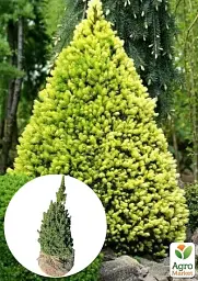 Саджанець Agro-Market Ялина канадська Daisy's White (ком/сітка) висота 60-70 см 1 шт. в упаковці (183039) - мініатюра 2