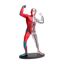 Набор для экспериментов EDU-Toys Модель мышц и скелета человека сборная, 19 см (SK056)