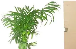 Саджанець Agro-Market Хамедорея Витончена (Chamaedorea) Elegans (50677) 1 шт. в упаковці (комнатный) - мініатюра 2