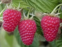 Саджанець Agro-Market Малина червона Космічна (Space) преміальний морозостійкий, ремонтантний сорт) 2шт 2 шт. в пакуванні (51175) - мініатюра 2