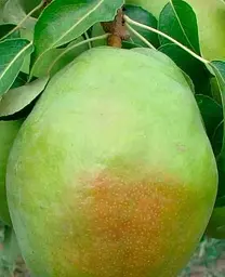 Саджанець Agro-Market Груша Богема (зимовий сорт, пізній термін дозрівання) (40015) 1 шт. в упаковці - мініатюра 2