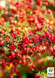 Саджанець Agro-Market Кизильник горизонтальний медоносний Joseph Decaisne (177552) - мініатюра 4