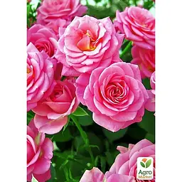 Троянда чайно-гібридна Agro-Market ніжно-рожева Жіноче щастя Woman's happiness саджанець класу АА+ преміальний крупноцветковий сорт 1 шт. в упаковці (19945) - мініатюра 2