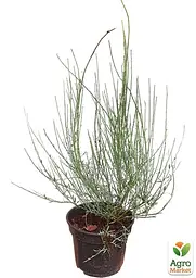 Саджанець Agro-Market Рокитник Albus (цитісус) вазон С3 (181557) - мініатюра 4