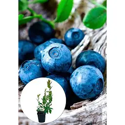 Саджанець Agro-Market Лохина (чорниця садова) Денис Блю (Denis Blue) (середній термін дозрівання, ягода довго зберігається) 1 шт. в упаковці (25496) - мініатюра 3