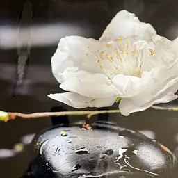 Вініловий кухонний фартух Білі квіти на камінні наклейка для кухні ПВХ Чорний 60х300 см Happy Pocket Z181696 - мініатюра 10