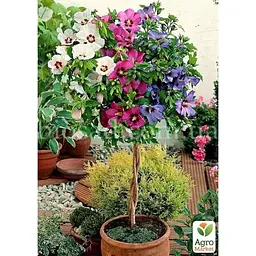 Саджанець Agro-Market Гібіскус сирійський Tricolor С2 висота 70-90 см (183473) 1 шт. в упаковці - мініатюра 2