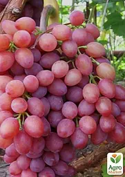Саджанець Agro-Market Виноград Променистий (кишмиш, ранньо-середній термін дозрівання) 1 шт. в пакуванні (19801) - мініатюра 3