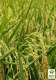 Оріза "Oryza sativa" (рис посівний) С1,5 (183989) 1 саджанець - мініатюра 2