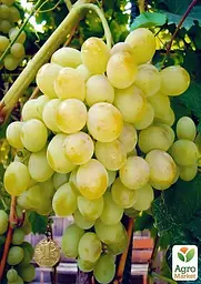 Саджанець Agro-Market Виноград Восторг (дуже ранній термін дозрівання, стійкий до хвороб і морозу) 1 шт. в пакуванні (36293) - мініатюра 3