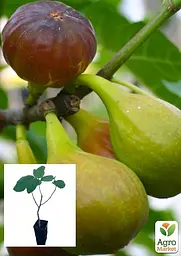 Саджанець Agro-Market Інжир Рандіно коричневий 2 річний (ремонтантний, ранній сорт) 1 шт. в упаковці (52632) - мініатюра 3