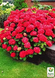 Саджанець Agro-Market Гортензія крупнолиста червона Червона красуня (Red beauty) (44821) - мініатюра 4