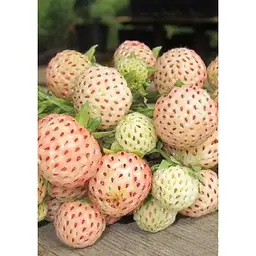 Саджанець Agro-Market Полуниця Альпійська чиста душа 5шт (преміальний сорт) (44558) - мініатюра 3
