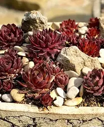 Молодило павутинисте Agro-Market Red Papaver 1 саджанець в упаковці - мініатюра 2