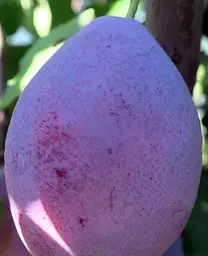 Саджанець Agro-Market Слива Улюблениця Султана (літній сорт, середній термін дозрівання) (39988) 1 шт. в упаковці - мініатюра 2