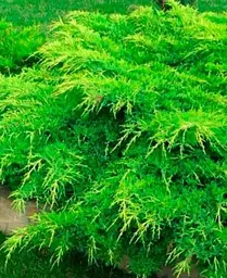 Саджанець Agro-Market Ялівець середній Mint Julep (контейнер Р9, висота 10-12 см) (25811) 1 шт. в упаковці - мініатюра 4