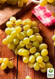 Саджанець Agro-Market Виноград Злато (дуже ранній термін дозрівання) 1 шт. в пакуванні (44457) - мініатюра 2