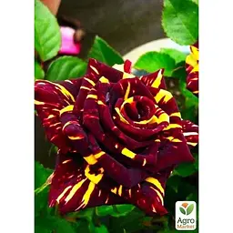 Саджанець Agro-Market Троянда чайно-гібридна Абракадабра (Abracadabra) (клас АА +) вищий сорт (16051) 1 шт. - мініатюра 2