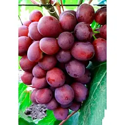 Саджанець Agro-Market Виноград Пам'яті Вчителя (сверхранний термін дозрівання, ягоди не тріскаються і дуже великі) 1 шт. в упаковці (25533) - мініатюра 2