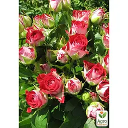 Саджанець Agro-Market Троянда дрібноквіткова (спрей) Ruby Star (клас АА +) вищий сорт (37228) 1 шт. - мініатюра 2
