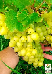 Саджанець Agro-Market Виноград Віра (ранній термін дозрівання, з ноткою абрикосового смаку) 1 шт. в пакуванні (48840) - мініатюра 2