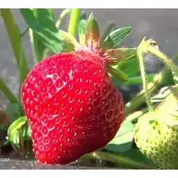Саджанець Agro-Market Полуниця Альбіон (Albion) 5шт (ремонтантний великоплідний сорт) (37281) - мініатюра 9