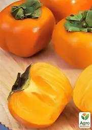 Саджанець Agro-Market Хурма Мідер на віргінській морозостійкій підщепі 1 шт. в упаковці (21382) - мініатюра 5