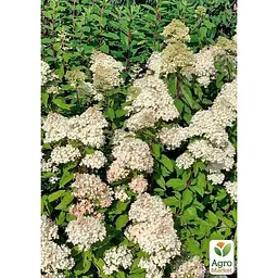 Саджанець Agro-Market Гортензія 3-х річна волотиста Grandiflora (176637) 1 шт. в упаковці - мініатюра 2