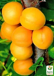 Саджанець Agro-Market Абрикос Водолій (літній сорт, середній термін дозрівання) 1 шт. в упаковці (178182) - мініатюра 2