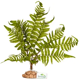 Штучна рослина, папороть Terrario 32x15x32см (330) - мініатюра 1