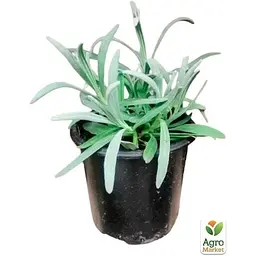 Саджанець Agro-Market Лаванда пестролиста Platinum Nico (контейнер № 10 висота 10-15 см) (50356) - мініатюра 2