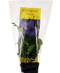 Клематис Agro-Market Blue Angel 1 саджанець в упаковці (39523) - мініатюра 3