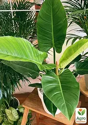 Саджанець Agro-Market Філодендрон Imperial Green кімнатний 30-40 см 1 шт. в упаковці (182692) - мініатюра 4