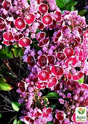 Саджанець Agro-Market Кальмія latifolia Keepsake (49075) - мініатюра 2
