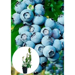 Саджанець Agro-Market Лохина (садова чорниця) Блюголд (Bluegold) (ранній термін дозрівання, зимостійкий і стійкий до хвороб сорт) 1 шт. в упаковці (21309) - мініатюра 3