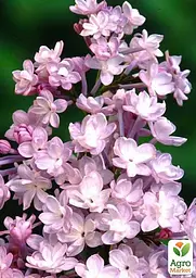 Саджанець Agro-Market Бузок махровий інвітро Анабель (Syringa Anabe) вазон С1,5 (155480) - мініатюра 3