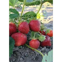 Саджанець Agro-Market Полуниця Луїза (Louise) 5шт (ремонтантний сорт) (37289) - мініатюра 4