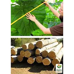 Саджанець Agro-Market Павловнія для деревини Paulownia Energy (Морозостійкий Superhybrid 33С) (50584) - мініатюра 3