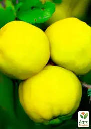 Саджанець Agro-Market Айва яблуневидна Кодрянка (осінній сорт, ранній термін дозрівання) 1 шт. в упаковці (20945) - мініатюра 3