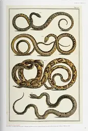 Seba. Cabinet of Natural Curiosities - мініатюра 7
