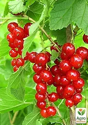 Саджанець Agro-Market Смородина червона Йонкер Ван Тетс (Jonkheer Van Tets) середньо-ранній термін дозрівання) 1 шт. в пакуванні (20742) - мініатюра 2